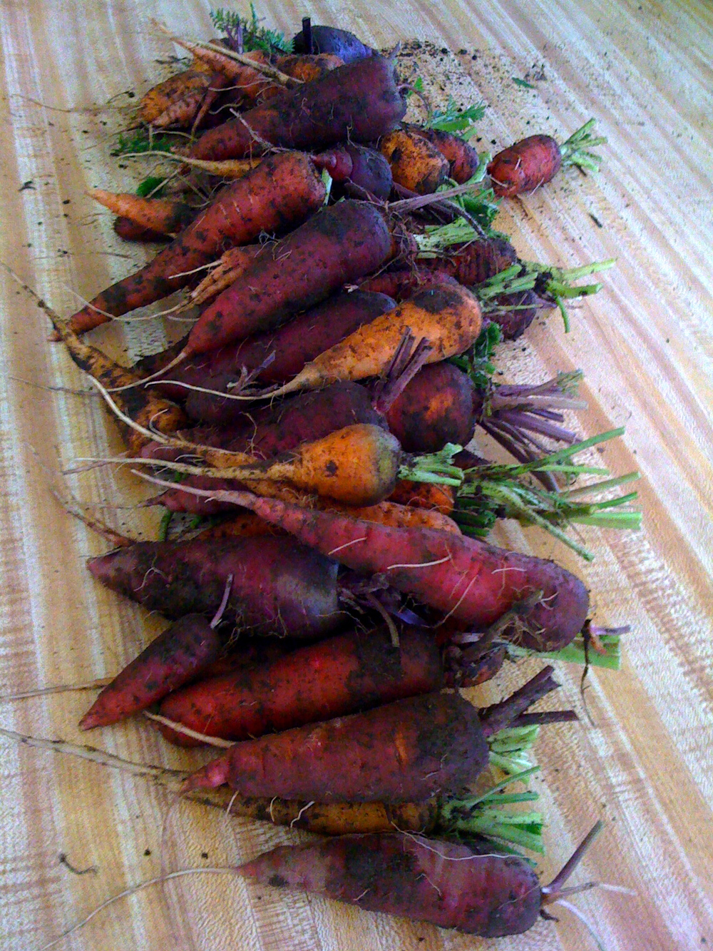 atomic red and cosmic purple carrots