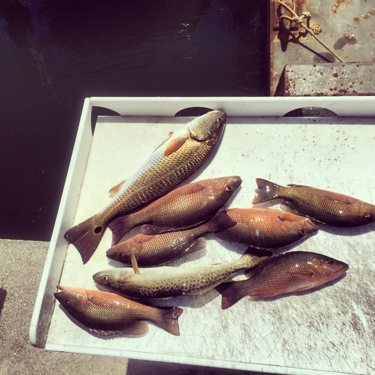 Redfish Snapper Trout Fishing Saraota
