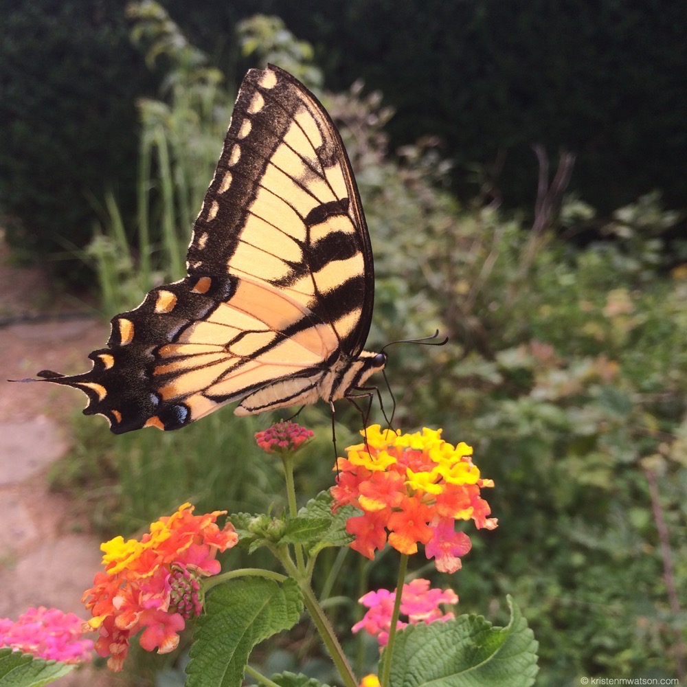 Butterflies visit the Lantana plants daily in the Pottery garden.