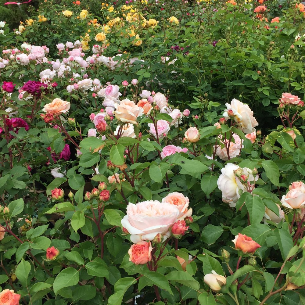 my favorite roses — swansons nursery - seattle's favorite garden