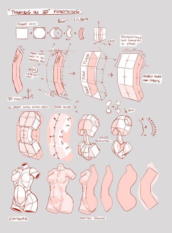 Featured image of post Anatomy Female Torso Reference See more ideas about anatomy anatomy reference anatomy for artists