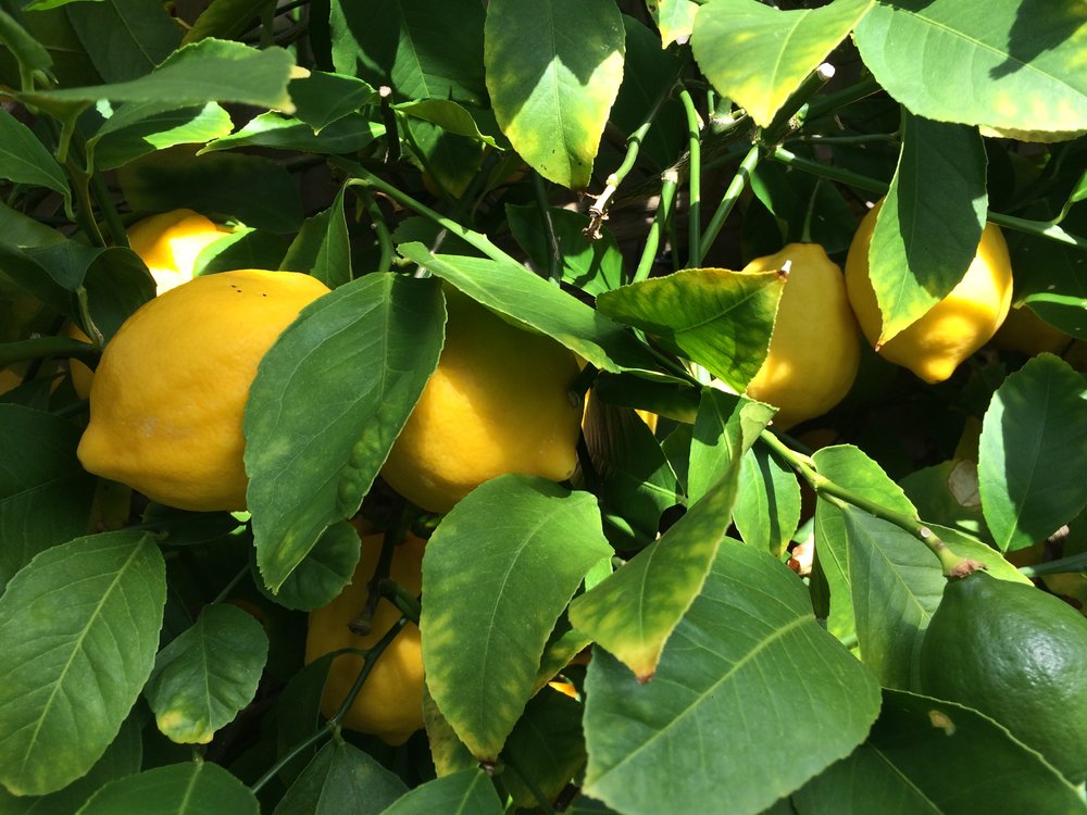 Meyer lemon.JPG
