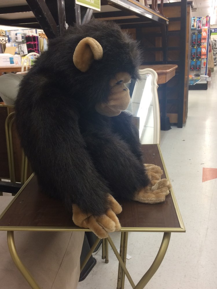  Ich fühle mich ein wenig wie dieser Schimpanse bei Goodwill. 
