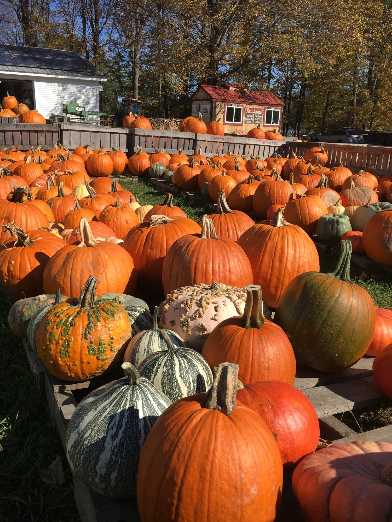 Pumpkins, Gourds and Squash — Riverview Farm