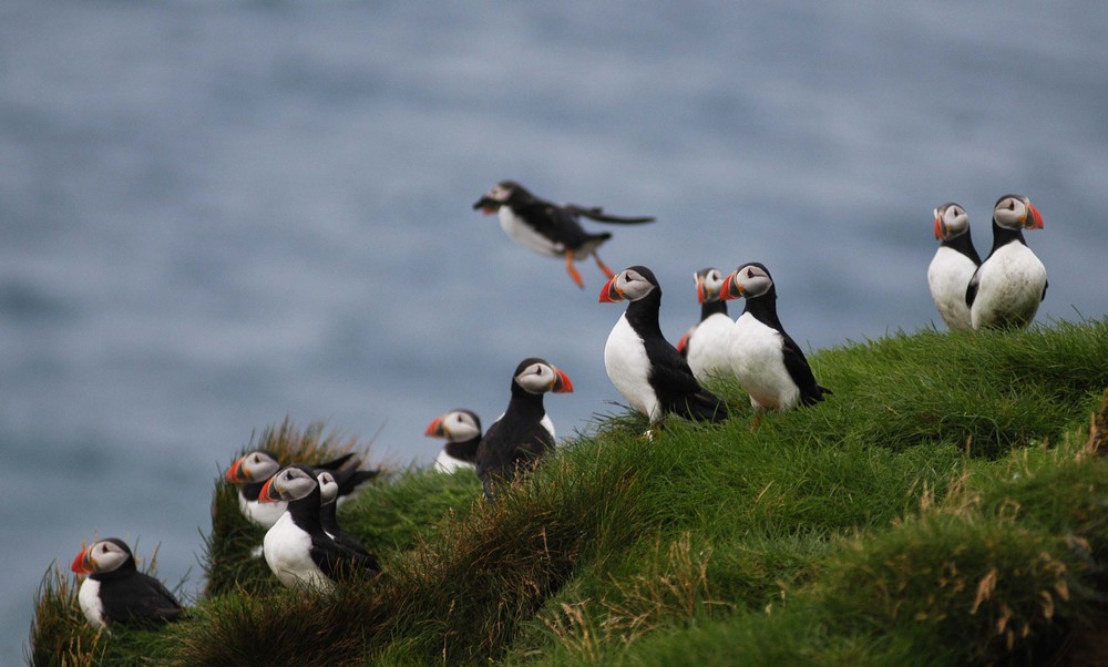 Puffin colony in Iceland on a bird watching tour.