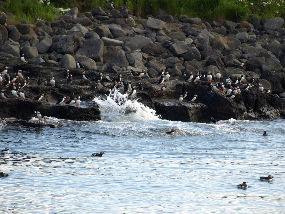 Puffins in water and on the Island during Puffin watching tour