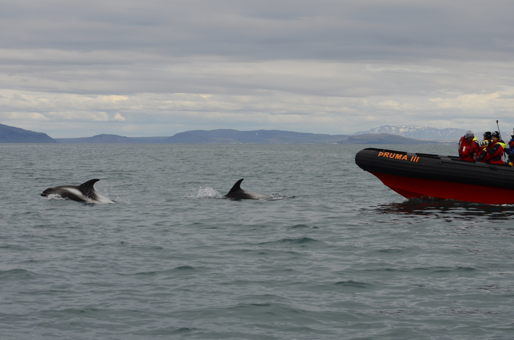 Dolphin Watching Tour from Reykjavík