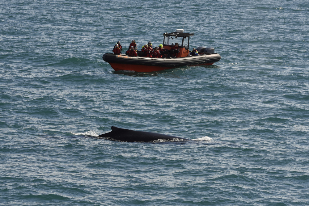 Minke whale surfaces during whale watching tour