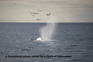 2008-08-06 Humpback Whale 00.jpg