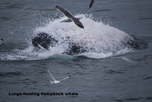 2008-08-01 Humpback Whale 01.jpg