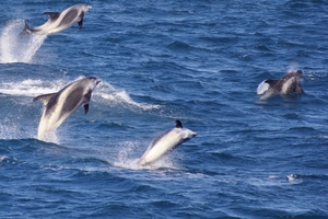 White-beaked Dolphins_Elding.jpg