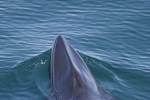 Minke Whales by Reykjavík