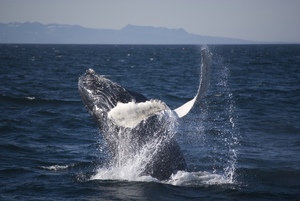 2008-06-11 Humpback Whale 01.jpg
