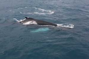 2012-03-15 Humpback Whale 13.JPG