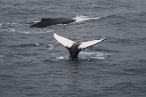 2012-02-25 Humpback Whale 00.JPG