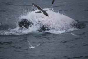 2008-08-01 Humpback Whale 01.jpg