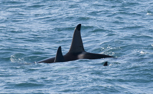 3 Orca Killer Whales.jpg