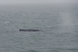 2012-01-20 Humpback Whale 01.jpg