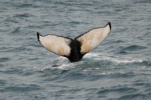2010-03-12 Humpback Whale_LR 00.jpg