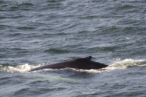 2012-04-20 Humpback Whale 01.jpg