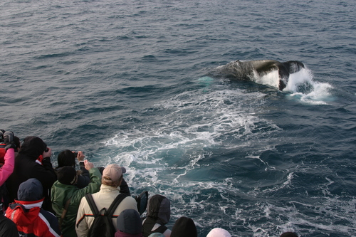 2010-03-14 Humpback Whale 01.jpg