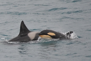 5 Orca Killer Whales_LR.jpg