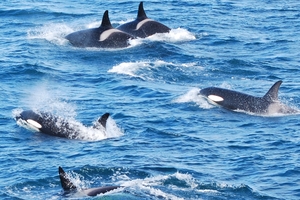 1 Orca Killer Whales_LR.JPG