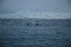 9 Orca and Sea Birds.jpg