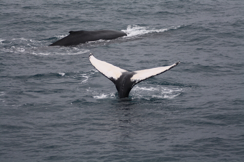 2012-02-25 Humpback Whale 00.JPG