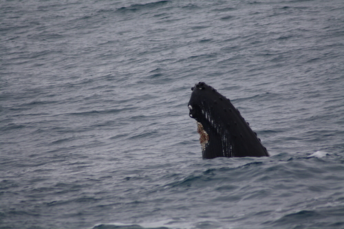 2012-02-25 Humpback Whale 06.JPG