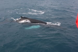 2012-03-15 Humpback Whale 13.JPG
