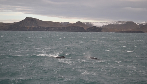  A pair of overwintering humpback whales swimming about in the freezing cold February gale at the SW-coast. Sometimes, humpback whales overwinter around the Icelandic coast feeding off capelin 
