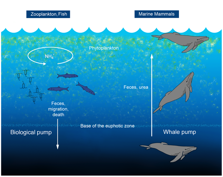   The Whale Pump.  In the common concept of the biological pump, zooplankton feed in the euphotic zone and export nutrients via sinking fecal pellets, and vertical migration. Fish typically release nutrients at the same depth at which they feed. Excretion for marine mammals, tethered to the surface for respiration, is expected to be shallower in the water column than where they feed.  Credit: Peter Roopnarine, Joe Roman, James J. McCarthy. The Whale Pump: Marine Mammals Enhance Primary Productivity in a Coastal Basin. PLoS ONE, 2010; 5 (10): e13255 DOI: 10.1371/journal.pone.0013255  