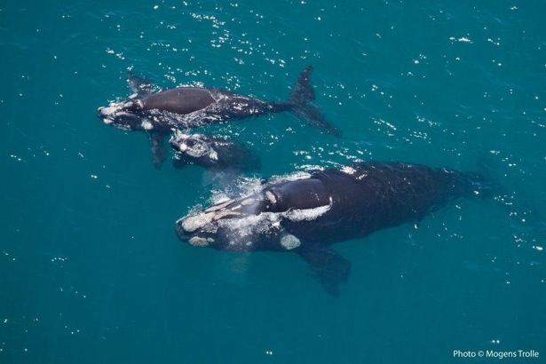  Image showing mother right whale, her calf and another adopted calf (order of calves is not known) is courtesy of Mogens Trolle at the Dyer Island Whale and Dolphin Project and is protected by copyright laws 