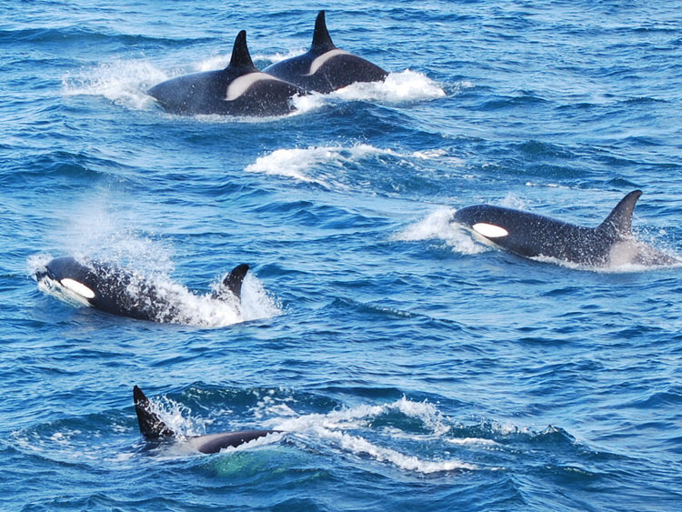  A group of killer whales ( Orcinus orca)  swimming off SW-Iceland 