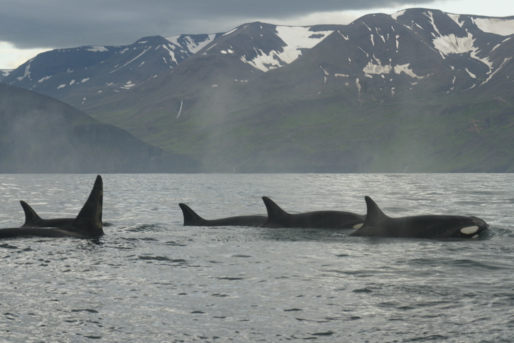  Killer whales in Skjálfandi Bay 
