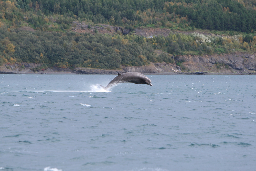  Bottlenose whale ( Hyperoodon ampullatus ) jumps out of the water at the inner part of Eyjafjörður during the fall 