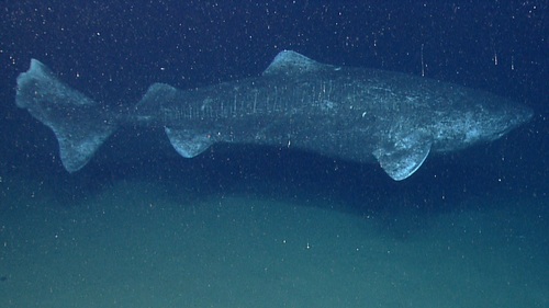  Greenland shark ( Somniosus microcephalus ) 