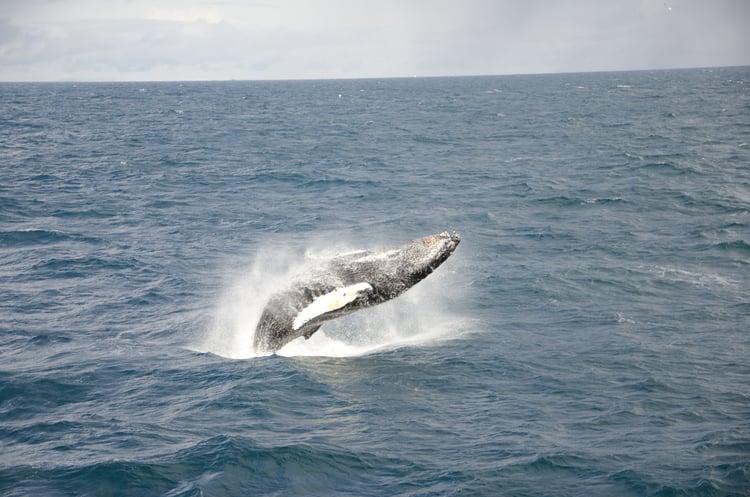  Breaching humpback whale ( Megaptera novaeangliae ) 