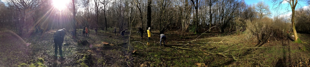 Kirsty Whyte_Blog_Coppicing_Seb Cox_Heals (6)