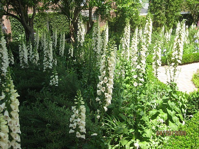 Image of Delphiniums and foxgloves