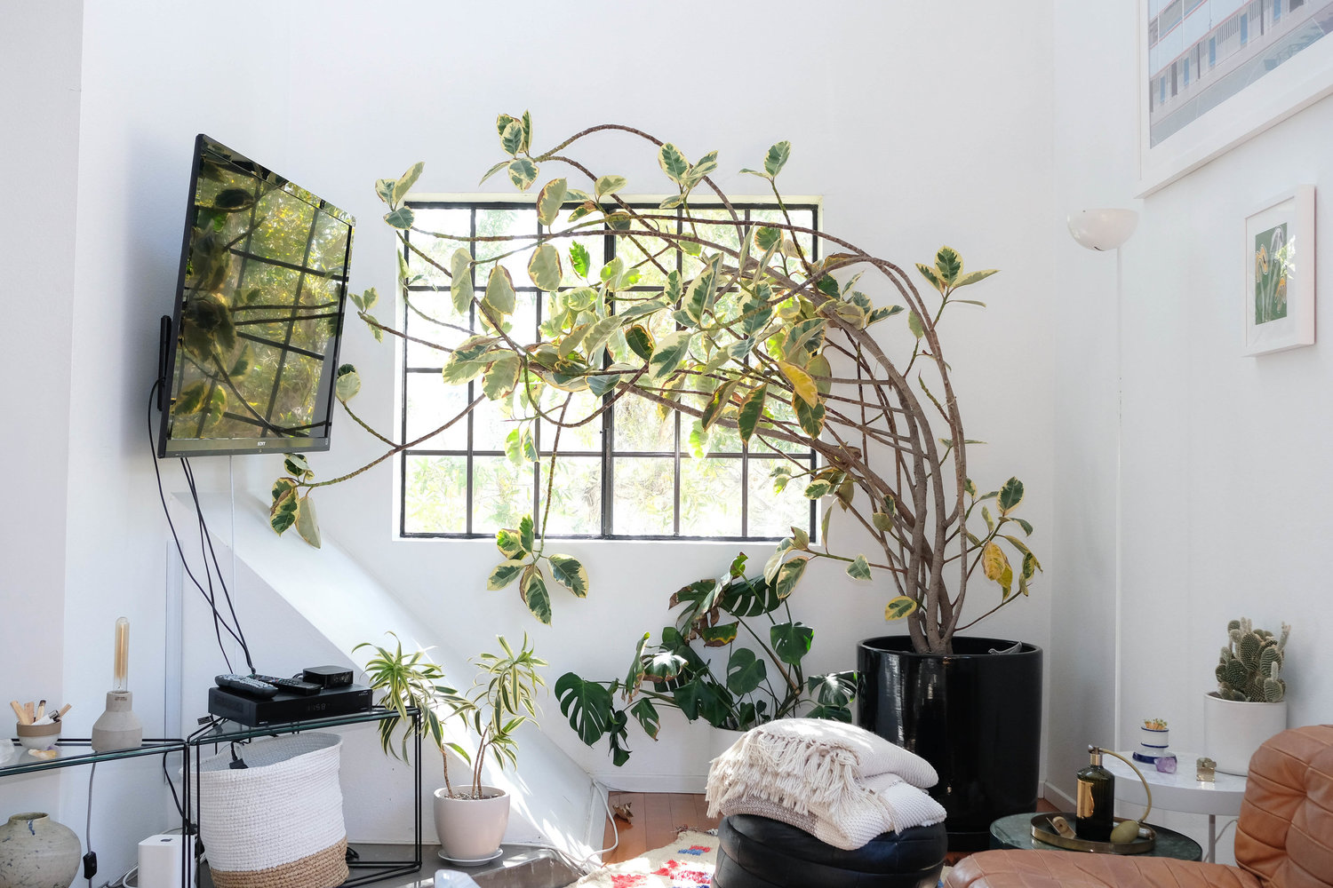 A Visual Guide To Decorating Your Home With Plants — passerby magazine