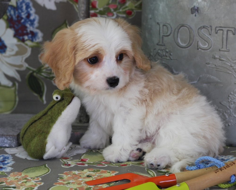 Our May Cavachon Puppies are here! — Foxglove Farm