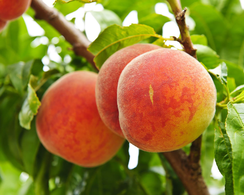 Which state grows the most peaches?