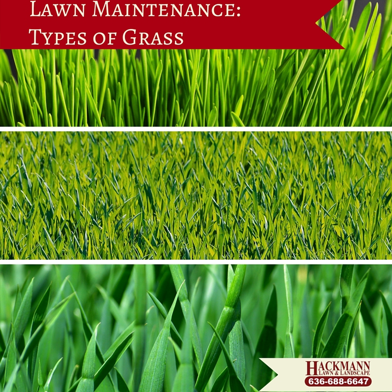 Lawn Maintenance: Types of Grass — Hackmann Lawn & Landscape