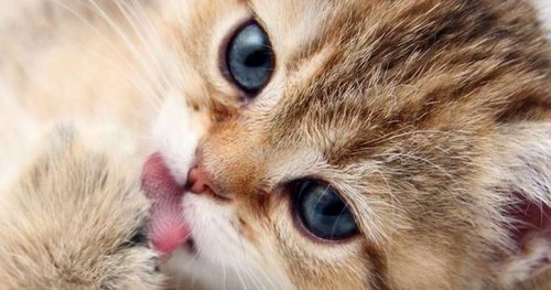 the-most-adorable-kitten-breeds-u1.jpg