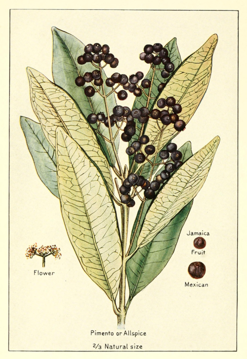 What is allspice?