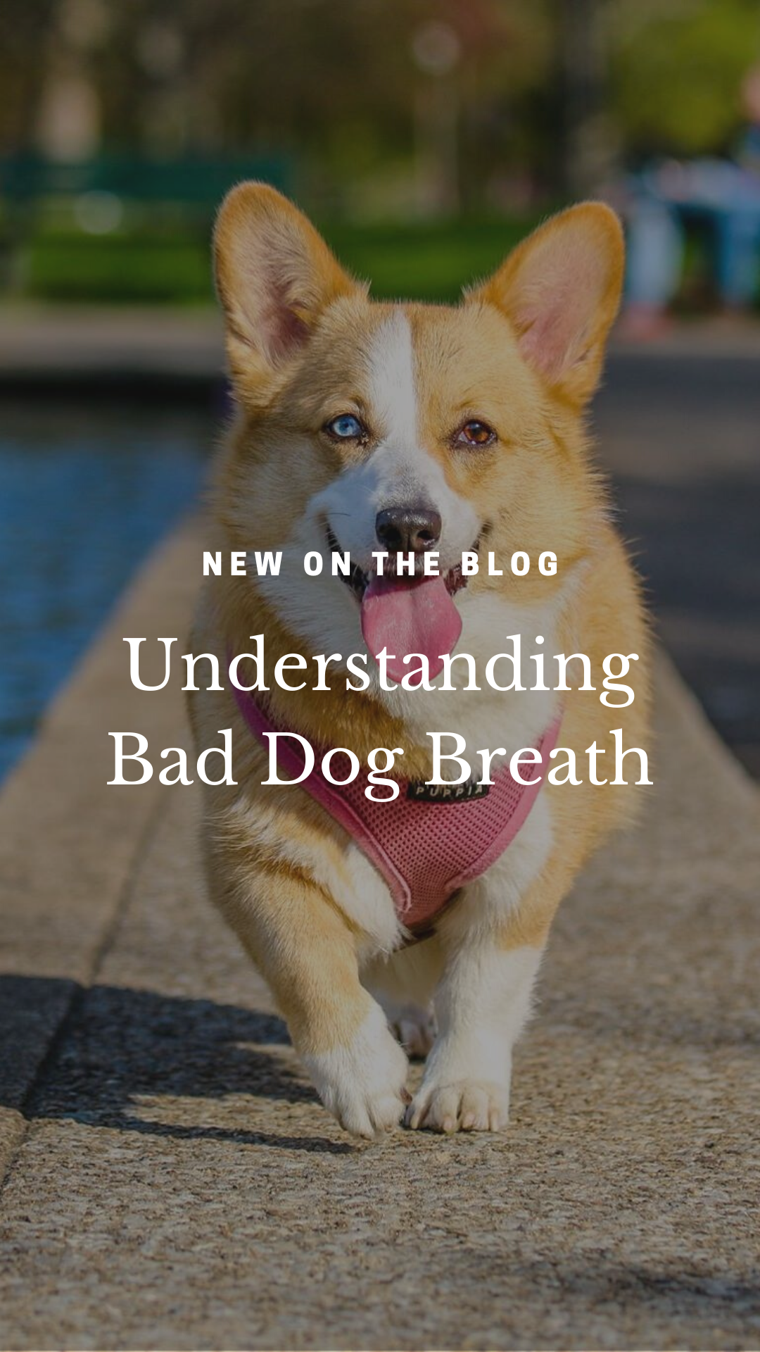 Understanding Bad Dog Breath - River Landings Animal Clinic