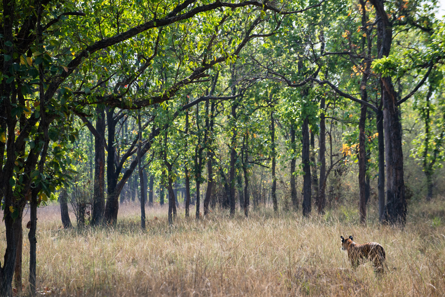 Bengal tigress in sal forest, Bandhavgarh National Park, Madhya Pradesh, India