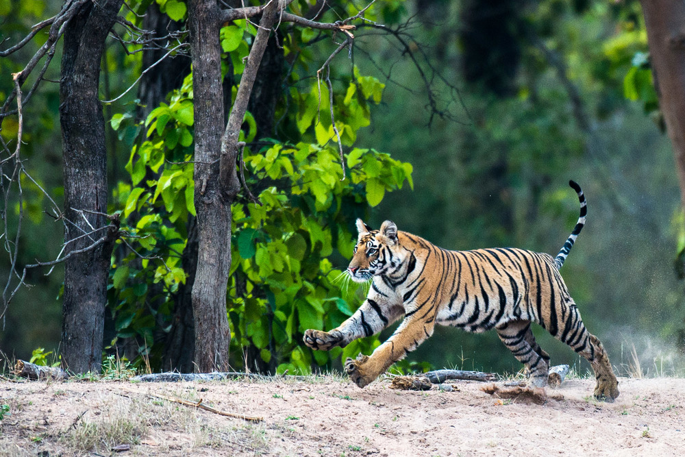 India — James Warwick Wildlife Photography